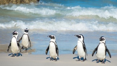 Penguins: Where to See Them – TRAVEL UNPACKED, April 2016